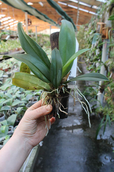 Psychopsis Mariposa 'Green Valley'.jpg