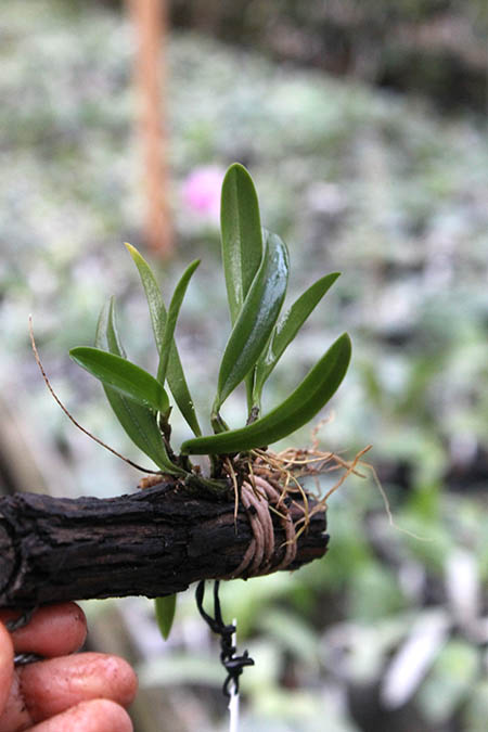 Bulbophyllum hirundinis.jpg