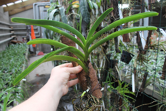 Vanda roeblingiana.jpg