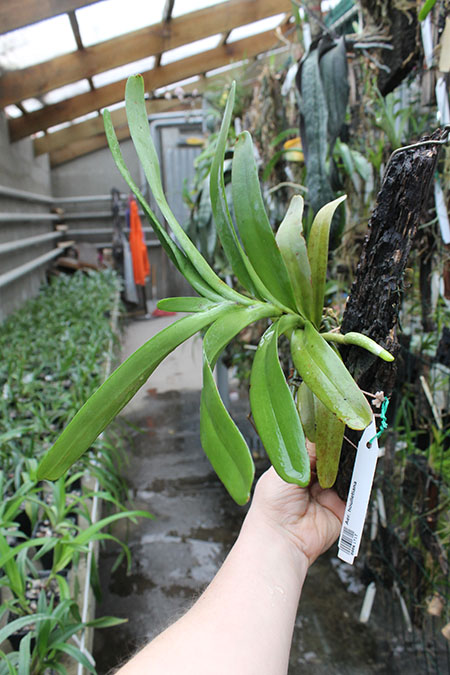 Aerides houlletiana.jpg