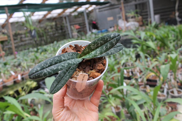 Paphiopedilum leucohilum black from Taiwan.jpg