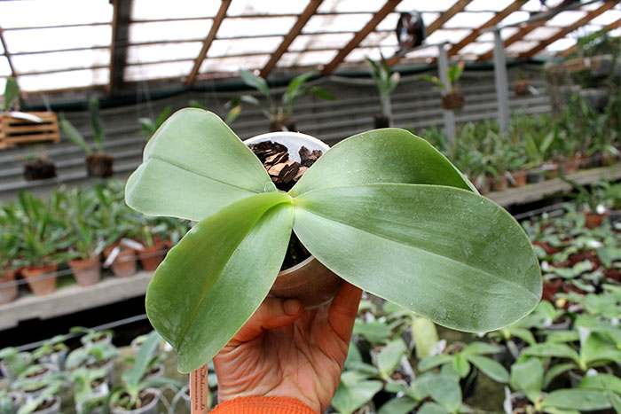 Phalaenopsis Princess Kaiulani 'Miki'.jpg