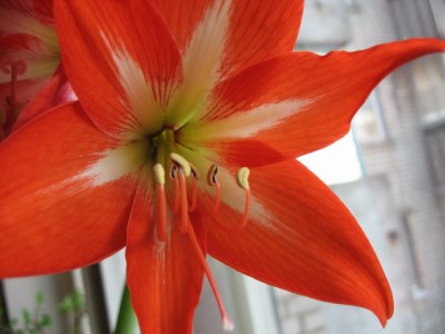 красненький