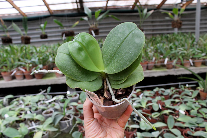 Phalaenopsis Ld's Bear King 'YK-7 ' x Dragon Tree Eagle '168'.jpg