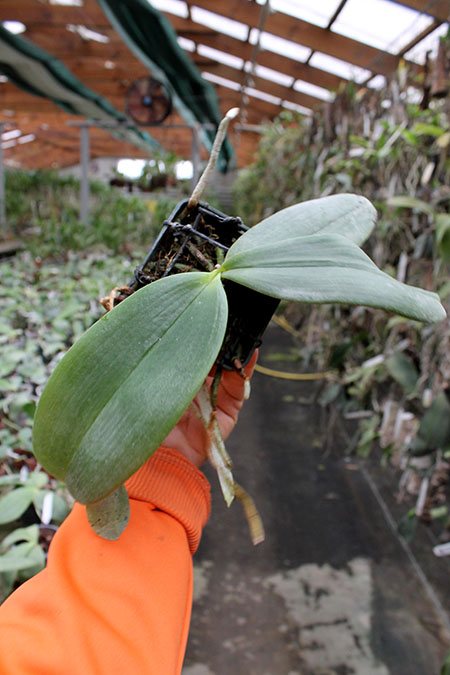 Phalaenopsis Auspice Knight 'Malayan'.jpg