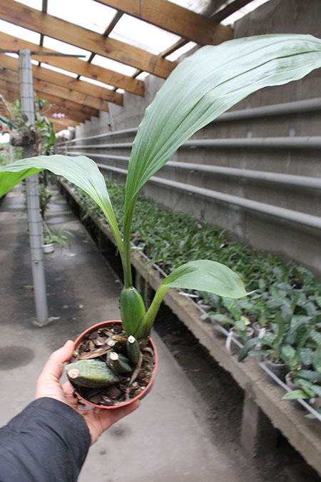 Angulocaste Red Jewel.jpg