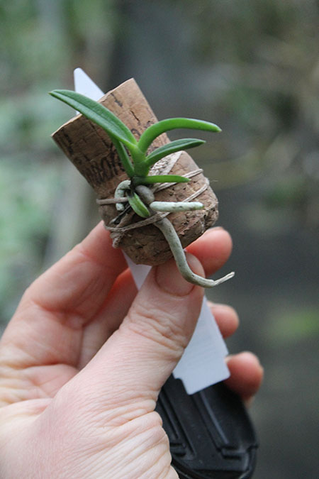 Cleisocentron gokusingii.jpg