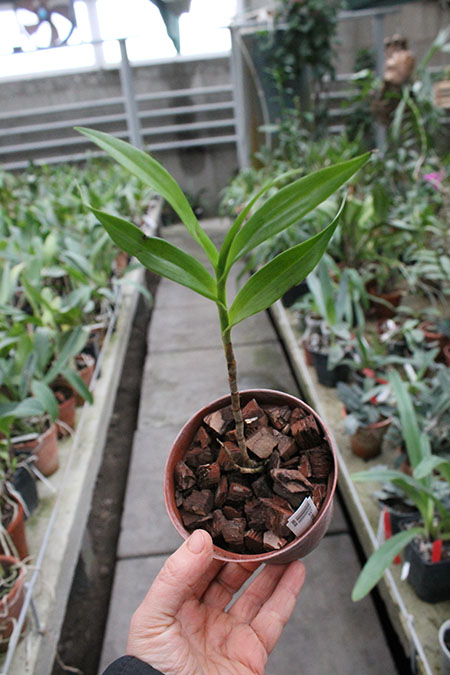 epidendrum ferrugineum.jpg