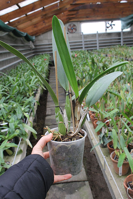 Laeliocattleya Canhamiana coerulea 'Azure Skies'.jpg