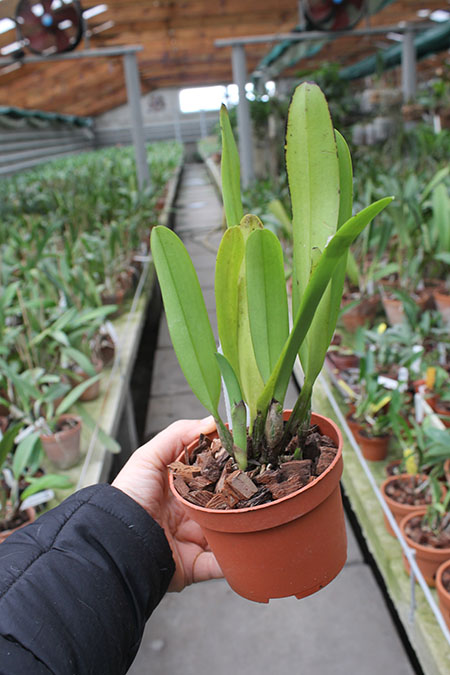 Cattleya x Hardyana.jpg