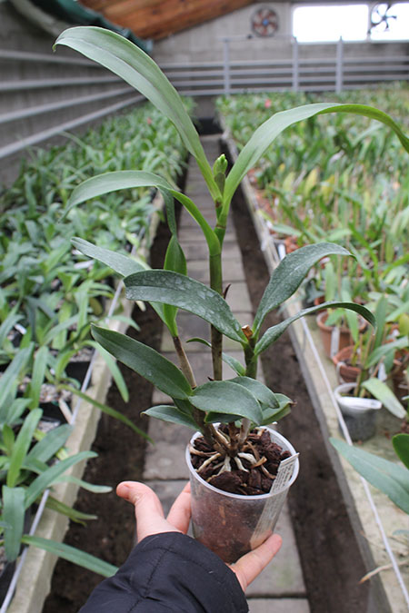 Epicattleya Rene Marques x Potinara Free Spirit.jpg