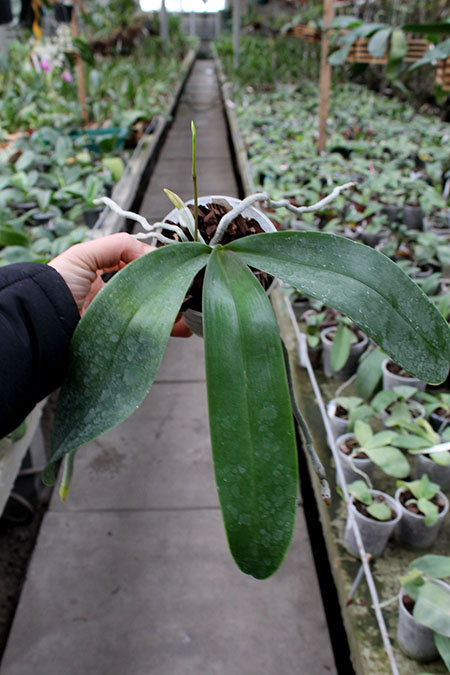 Phalaenopsis stuartiana x equestris.jpg