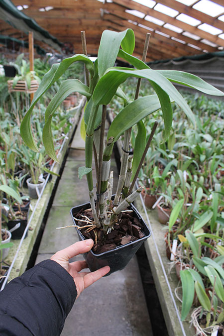 Dendrobium King Dragon x Lady Charm.jpg