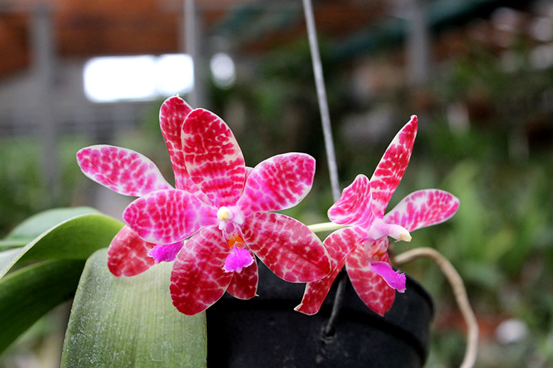 Phalaenopsis Joey (gigantea x lueddemanniana).jpg