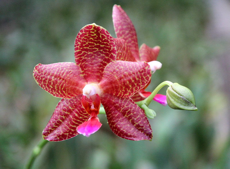 Phalaenopsis Mituo Cake 'M#1' x venosa 'TGDT'.jpg