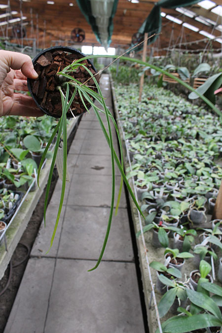 Encyclia bractescens.jpg