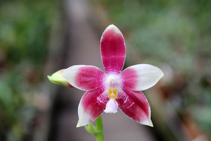 Phalaenopsis Yaphon Green Canary x tetraspis C#1.jpg