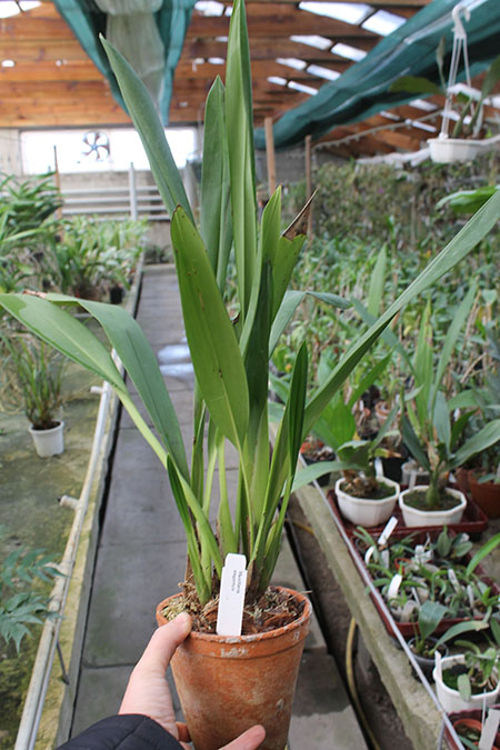 Maxillaria elegantula.jpg