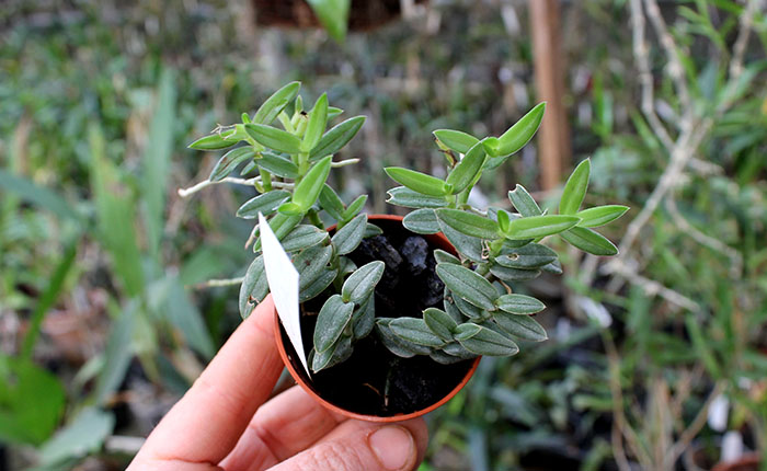 Epidendrum porpax.jpg