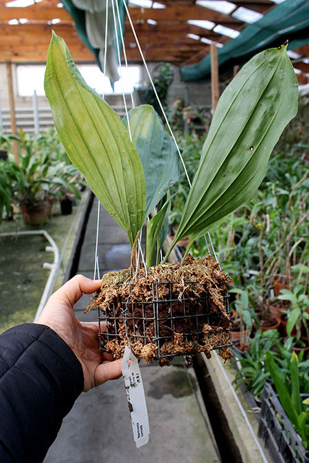 Stanhopea connata.jpg