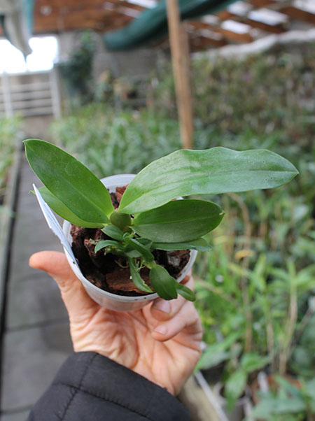 Oncidium zappii x Comparettia speciosa.jpg