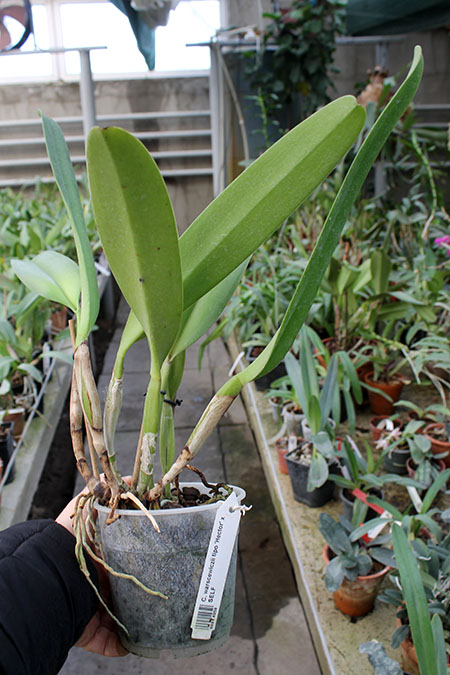 Cattleya warscewiczii tipo 'Hector' x SELF.jpg