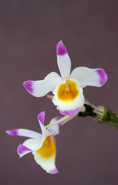Dendrobium pendulum.jpg