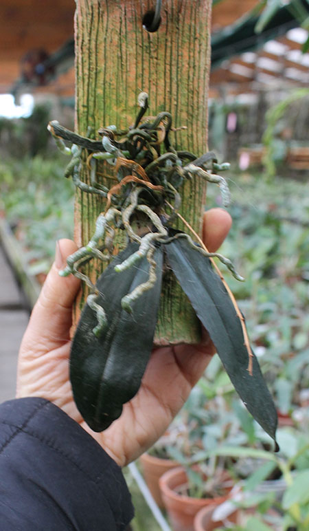 Phalaenopsis chibae.jpg