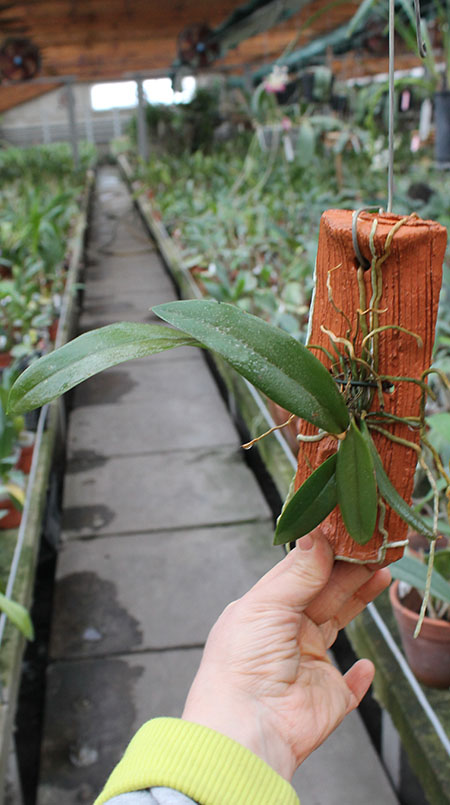 Oncidium stramineum.jpg