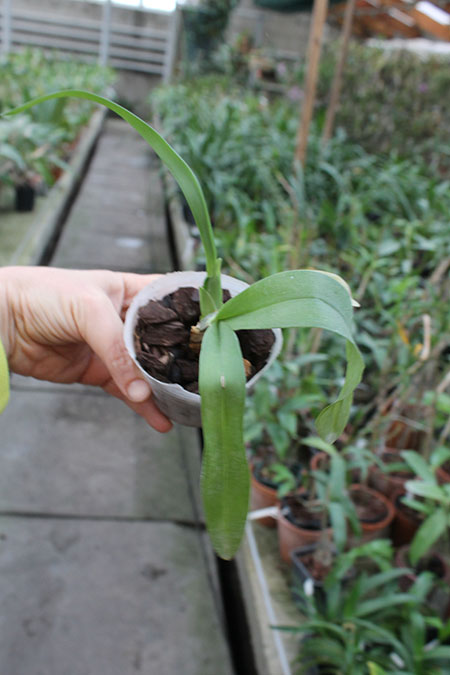 Cuitlauzina pendulum.jpg