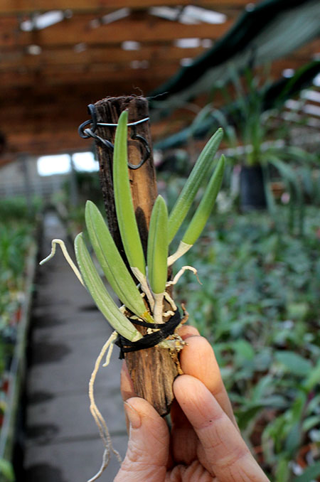 Dendrobium wassellii.jpg