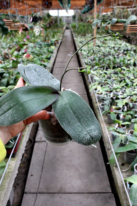 Phalaenopsis stuartiana 'Sogo'.jpg