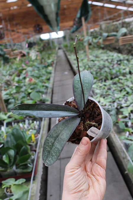 Phalaenopsis stuartiana yellow x sib.jpg