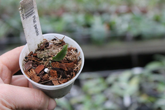 Phalaenopsis parishii.jpg