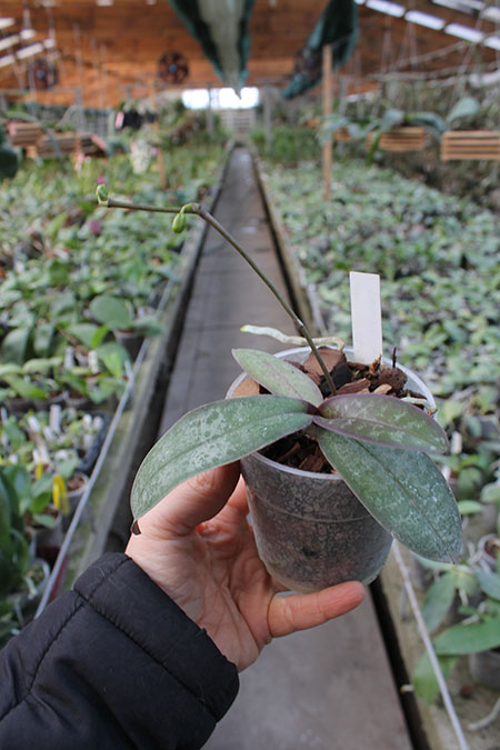 Phalaenopsis stuartiana yellow x sib.jpg