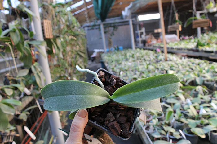 Phalaenopsis Natasha 'Aiko'.jpg