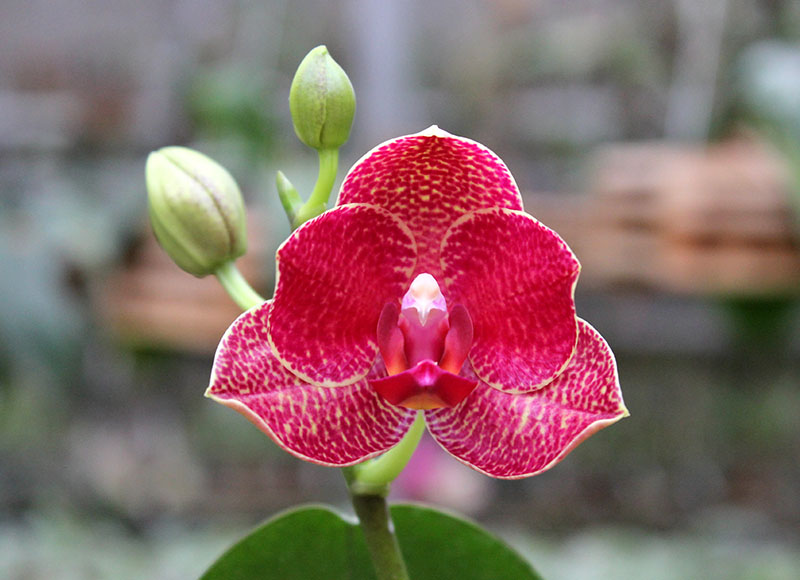 Phalaenopsis (Mituo Sun x Ching Her Buddha) x Mituo Sun.jpg
