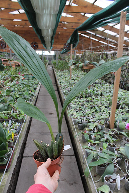 Angulocaste Red Jewel.jpg