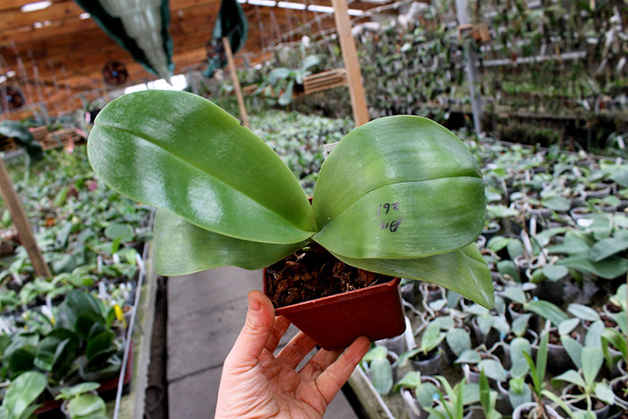 Phalaenopsis Ld's Bear King 'YK-14' x Mituo Sun 'Mituo #1'.jpg