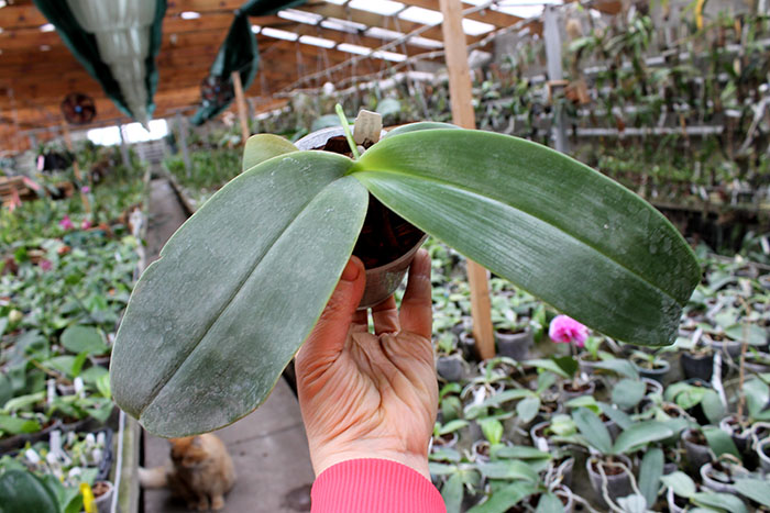 Phalaenopsis gigantea x Chang Yi 'Green Giant'.jpg