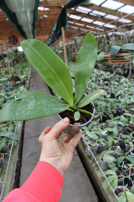 Phalaenopsis I-Hsin Salmon.jpg