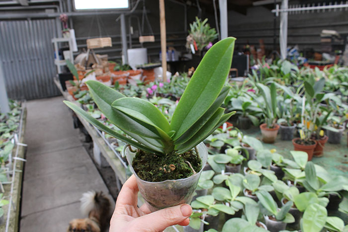 Doritaenopsis Tzu Chiang Sapphire.jpg