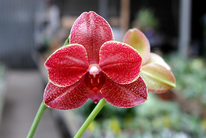 Phalaenopsis (Mituo Sun x Ching Her Buddha) x Mituo Sun.jpg