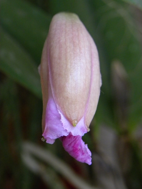 DSCN9565 – копія.JPG