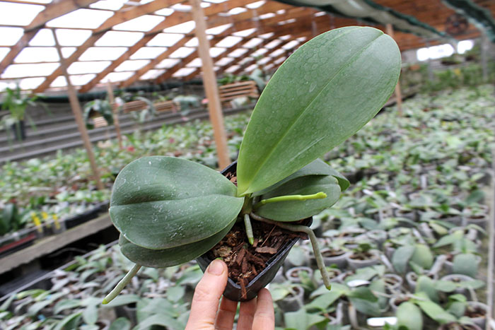 Phalaenopsis Gold Sun x LDS Bear King 'red'.jpg