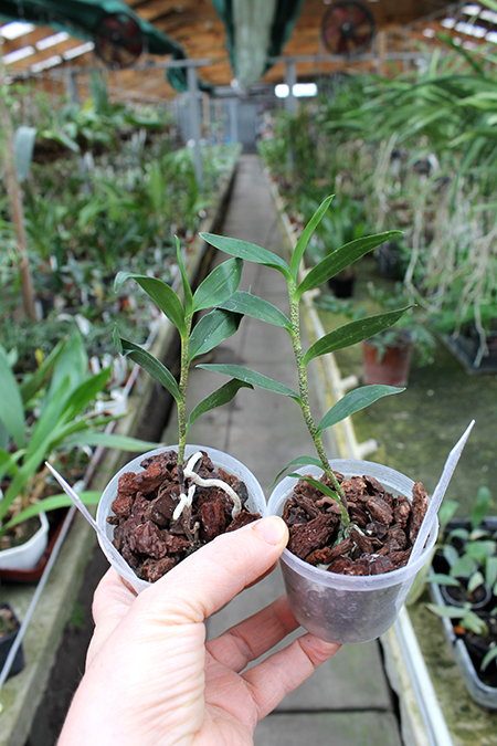 Oerstedella wallisii.jpg