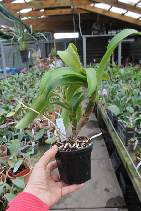 Caulocattleya Chantilly Lace Twinkle.jpg