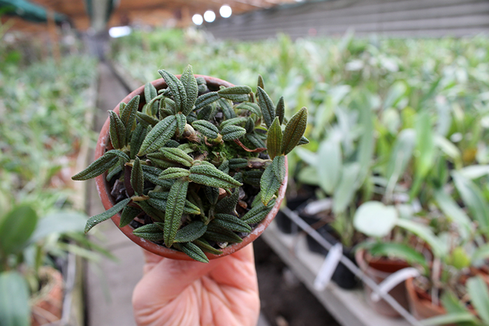 Dendrobium cuthbertsonii.jpg