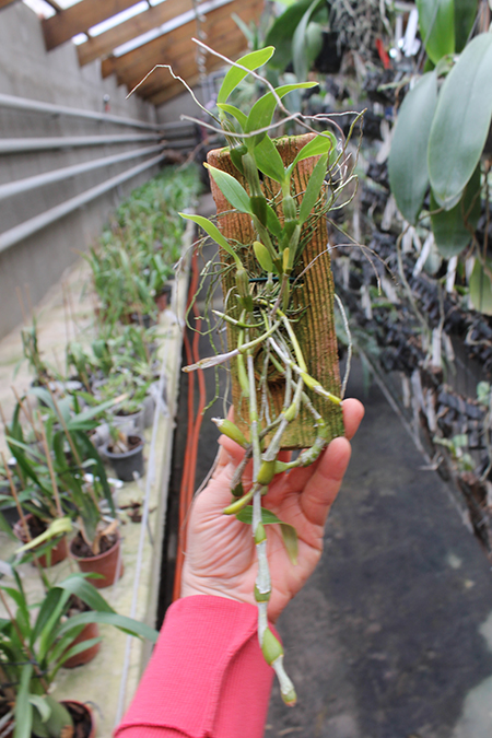 Dendrobium findlayanum.jpg