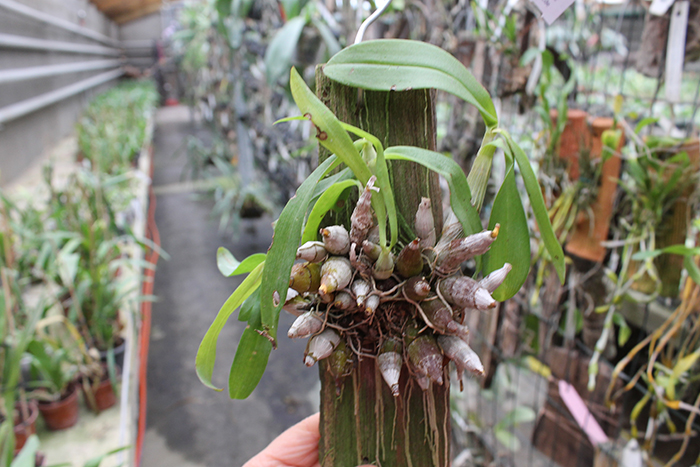 Dendrobium delacourii.jpg